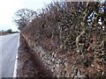 NH5344 : Wall and hedge, A862 by Alpin Stewart