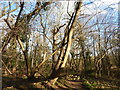 Trees in Ashground Plantation