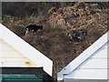 Boscombe: two goats between two beach huts