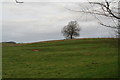 Field of earthworks and terraces SW of South Thoresby