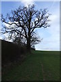 Hedgerow and tree near Cannons Farm