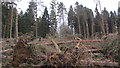 Fallen trees from recent storm just off track