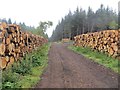 Log stacks, Blairadam Forest