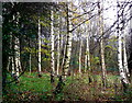 Stand of silver birch trees just outside Brookdale Park