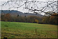 Farmland by Fernhurst Rd