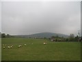 Grazing sheep south of the B8 (Hilltown) road