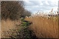 Path and Reeds on the Lache Eyes