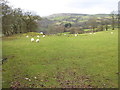 Field near Tyddyn-bach