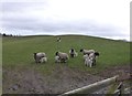 Ewes with lambs