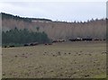 NU0223 : Cattle beside Decoy Wood by Russel Wills