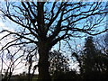 Tree at White Hall Farm junction, Heath Road