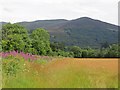 Field near Killiecrankie