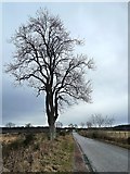 NH8250 : Roadside Tree Near Clephanton by Mary and Angus Hogg
