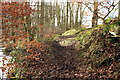 Footpath in Glen Wood, Glenluce