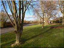 TL9940 : Trees at Polstead Heath village green by Hamish Griffin