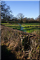 Stream on Alma Lane