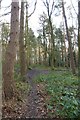 Paths in the Pine Woods