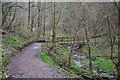 Clyde Walkway, Castlebank wood