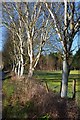 Line of silver birch trees beside Pilgrims