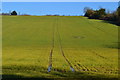 Field between Pilgrims