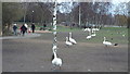 Swans by Ruislip Lido