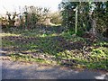 Overgrown footpath leaves lane north of Lower Bordean