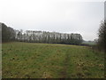 SE7566 : Centenary way approaching Coldwell Plantation by John Slater