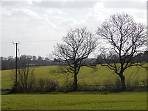 TL9443 : Trees and fields in between Round Maple and Priory Green by Hamish Griffin