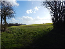 TL9443 : Priory Down from in between Round Maple and Priory Green by Hamish Griffin