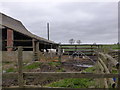 Cows at Brownlow Farm