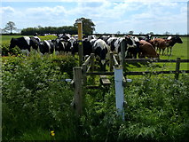 SK7824 : Herd of cows next to a stile by Mat Fascione