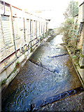 TQ3875 : River Quaggy in Lewisham by Stephen Craven