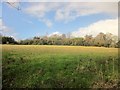 Field near Tristford House