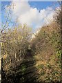 Path at Cribbs Causeway