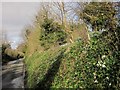 Snowdrops, Hollywood Lane