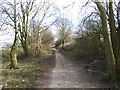 Derwent Path above Hamsterley