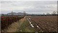 Arable land, Whitefield