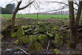 Field/woodland boundary northeast of Bishopstoke cemetery