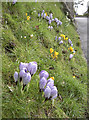 Crocus lines outside St Michael