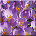 Purple patch of crocuses