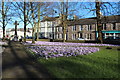 Crocus Display, Kirkcudbright