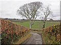 Beech trees and hedges, Woolpit Lane