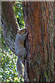 Grey Squirrel, Broomfield Park, Palmers Green, London N13