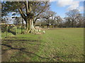 Geese on Footpath