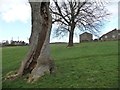 Hollow tree below Green House Farm