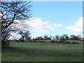 Sheep pasture with issues and sinks