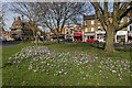 Crocus on Winchmore Hill Green, London N21