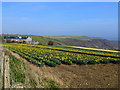 Daffodils in a field at Rame, Cornwall