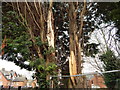 Damaged tree on Ancaster Road (close up)