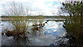 SJ5571 : Blakemere Moss, Delamere Forest by Richard Cooke